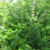 Strawberry Mint Live Plant, 3–5 Inch Tall