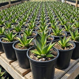 Blue Green Agave Succulent Live Plant, Home Garden Plant, 4 Inch Pot