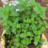 Orange Mint Live Plant, 3–5 Inch Tall