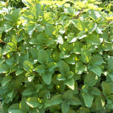 Orange Mint Live Plant, 3–5 Inch Tall