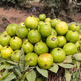 Pink Guava Tree Live Plant, Sweet Tropical Fruit, 6-10 Inches Tall