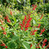 2 Pineapple Live Salvia Sage Plants, Flower Plant, 4-6 Inch Tall