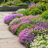 3500 Mix Creeping Thyme Seeds to Plant, Raised Bed Garden Seeds
