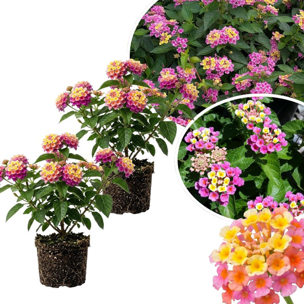 2 Pink Yellow Lantana Plants Live, Lantana Flower Plant, 4-6 Inches Tall