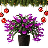 Purple True Christmas Cactus Live Plant, Desk Shelf Plant, 4-6 Inch Tall