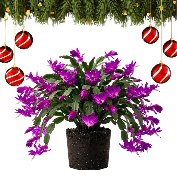 Purple True Christmas Cactus Live Plant, Desk Shelf Plant, 4-6 Inch Tall