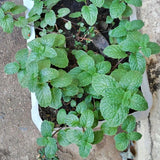 Mojito Mint Live Plant, 3–5 Inch Tall