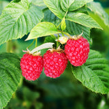 Red Raspberry Plant Live, Home Garden Berry Bush, 4-6 Inch Tall, 4 Inch Pot