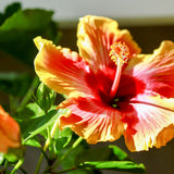 Hibiscus Live Plant, 4-8 Inch Tall