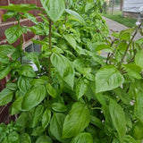 Large Leaf Sweet Basil Live Plant, 3–5 Inch Tall