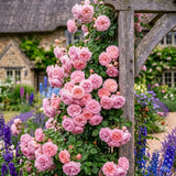 Climbing Live Rose Plant, Fragrant Reblooming Flower Bush, 2-3 Inch Tall