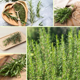 Rosemary Live Plant, Garden Herb Plant, 4-7 Inch Tall, 4 Inch Pot