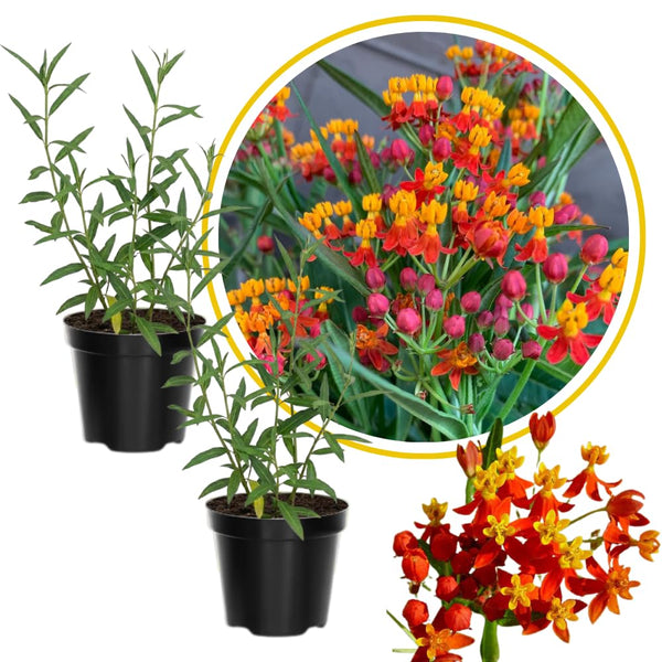 2 Orange Milkweed Live Plants, Perennial Flower Plant, 4-8 Inch Tall