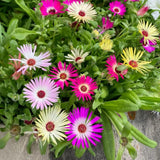 Ice Plant Live Plant, Flowering Succulent Ground Cover, 4 Inch Pot