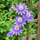 Purple Passion Flower Plant Live, Flower Vine, 4-7 Inch Tall