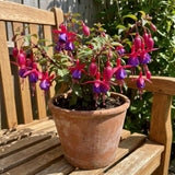 Blue Fuchsia Plant Live, Flower Plant, 4-8 Inch Tall, 5 Inch Pot