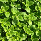 Oregano Live Plant, Herb Plant, 4-6 Inch Tall, 3.5 Inch Pot