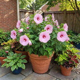 Set 2 Red Pink Hibiscus Plant Live