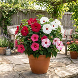 2 Mixed Hibiscus Live Plants, Vibrant Bloom Plant, 7-9 Inch Tall