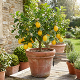 Meyer Lemon Tree Live Plant, Citrus Fruit Plant, 2 Ft Tall, 1 Gallon Pot