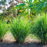 Lemongrass Plant Live, Outdoor Garden Herb Plant, 4-7 Inch Tall, 4 Inch Pot