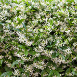 Climbing Star Jasmine Live Plant, 4-7" Tall
