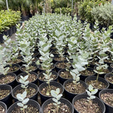Silver Eucalyptus Plant Live, Fragrant Tree Starter, 4-6 Inch Tall