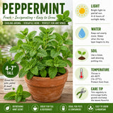 2 Peppermint Live Plants, Mint Herb Plant, 3-7 Inch Tall