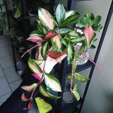 Live Hoya Tricolor House Plant 2" Pot
