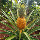 2 Elite Gold Pineapple Live Plants, Sweet Edible Fruit, 4-6 Inch Tall