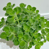 2 Green Cuban Oregano Live Plants, Patio Container Herb