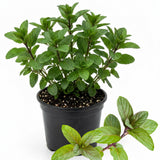Chocolate Mint Plant Live, 4-6 Inch Tall, 3.5 Inch Pot