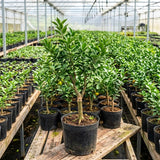 Orange Tangerine Live Tree, Hardy Garden Plant, 1 Gallon Pot