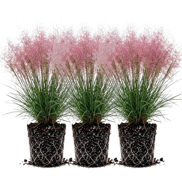 3 Pink Muhly Grass Plants Live, Outdoor Landscape Grass, 4-7 Inch Tall
