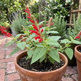 Pineapple Salvia Sage Live Plant, Home Garden Flower, 4-7 Inch Tall