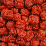 Red Jolokia Ghost Peppers Live Plant, 4 Inch Pot, 4-6" Tall