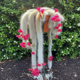 Monkey Tail Cactus Succulent Live Plant, Cactus Succulent, 2 Inch Pot
