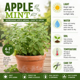 2 Apple Mint Live Plants, Mint Herb Plant, 3-7 Inch Tall