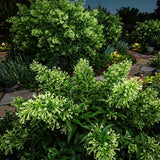 3 Night Blooming Jasmine Flower Live Plants, Flowering Shrub, 4-6 Inch Tall