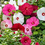 Set 2 Mix Hibiscus Plant Live