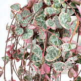 2 Live Variegated String of Hearts Plants, Potted Succulent, 4-6 Inch Tall