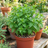 3 Peppermint Live Plants, Indoor Outdoor Herb Plant, 4-7 Inch Tall
