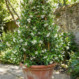 Star Jasmine Live Plant, Well-Rooted Flower Plant, 4-6 Inch Tall
