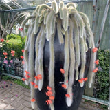 Rare Monkey Tail Cactus Live Plant in 2 Inch Pot
