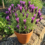 2 Spanish Lavender Plants, 4-8" Tall
