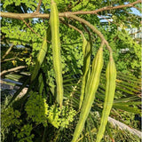 2 Moringa Tree Live Plant Per Pot, 4-7" Tall