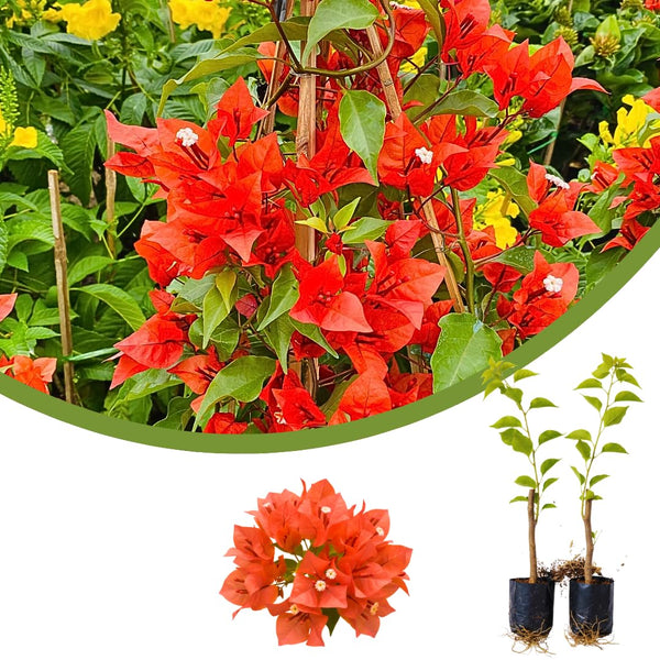 2 Red Orange Bougainvillea Live Plants, Indoor Outdoor Plant, 5-7 Inch Tall