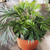 Eyelash Fern Live Plant in 2 Inch Pot, Fern Plant 4-7" Tall