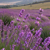 Lavender Live Plant, Blue Lavender Plant, 3.5 Inch Pot