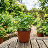Parsley Live Plants, Parsley Herb Plant, 4-7 Inch Tall, 4 Inch Pot